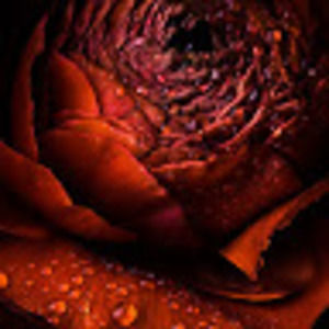 Meet your Posher, Re